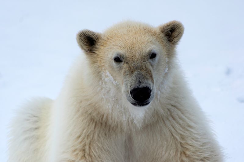 Orso Polare