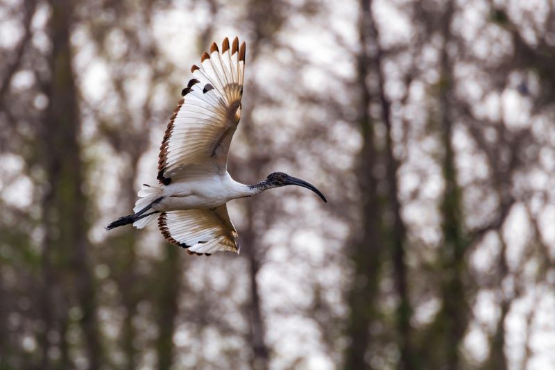 eleganza in volo