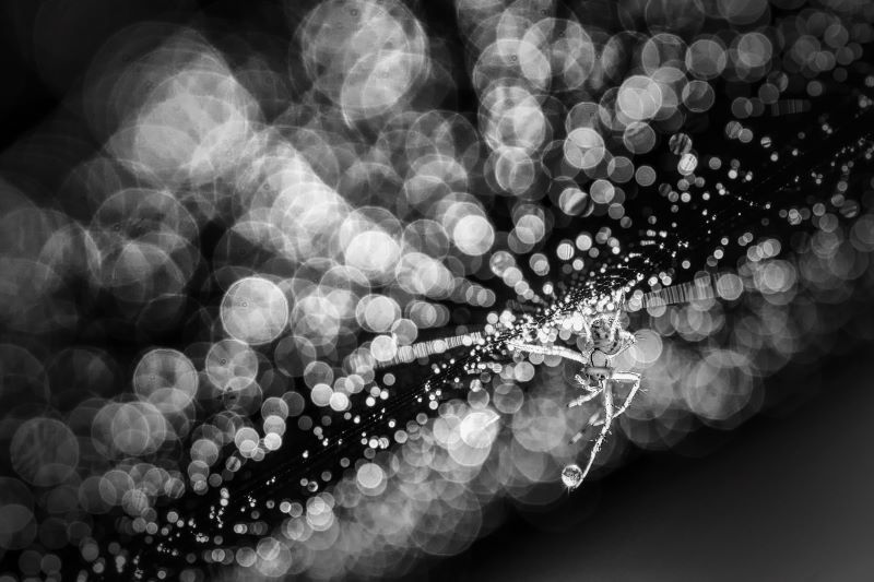 drops by drops