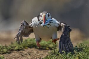 Verso la tana - Puffin