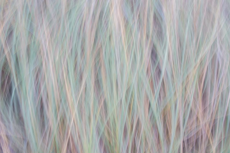 I colori dello Sparto pungente