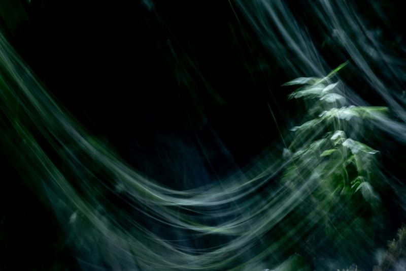 Inseguire le luci nel sottobosco