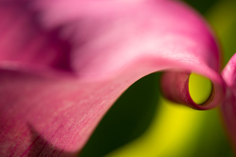 Calla danzante