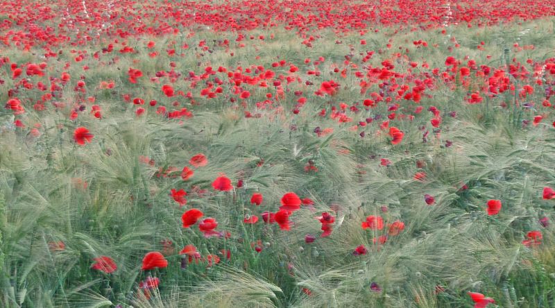 La danza dei papaveri al vento nel grano