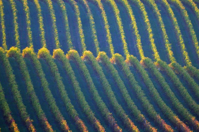 il vigneto saliscendi