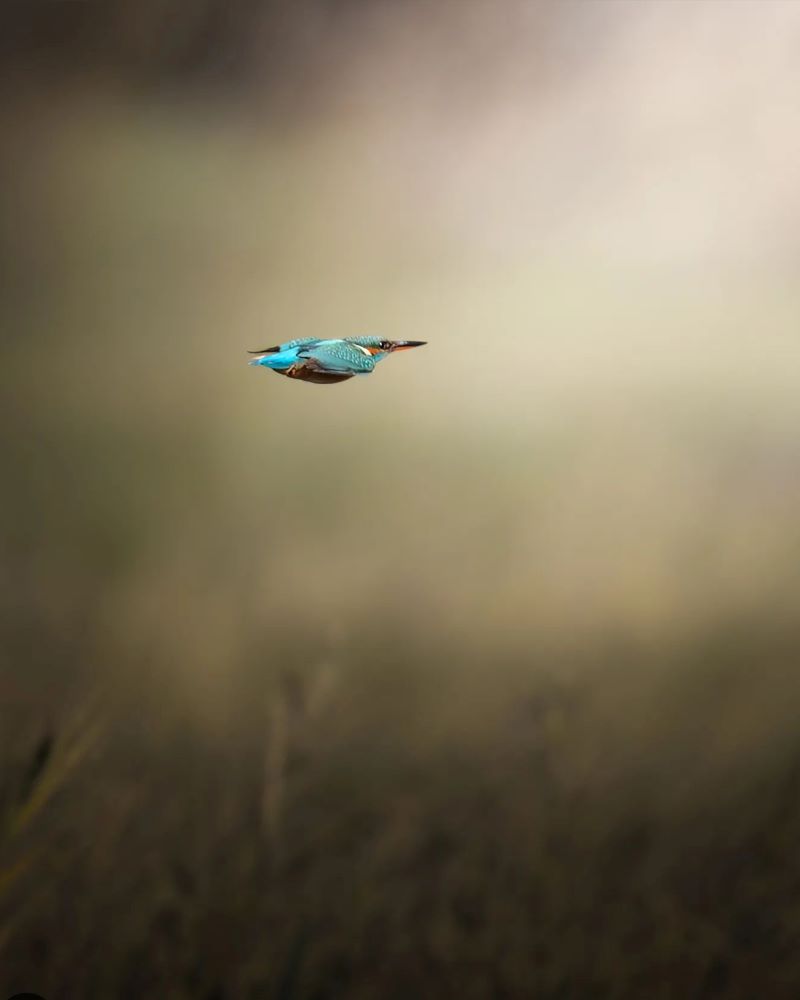 volo pindarico