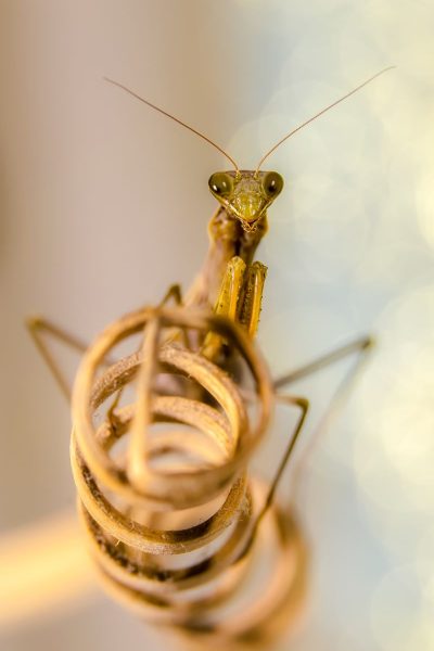 Mantide in religiosa attesa