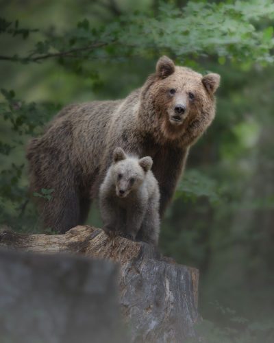 Madre e piccolo d'orsi bruni